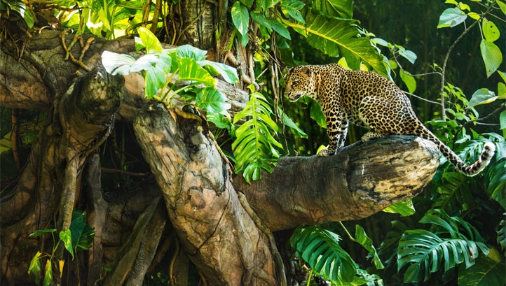 Scientists have warned that Earth is on the brink of a sixth mass extinction